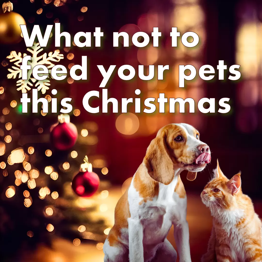 What not to feed your pets this Christmas